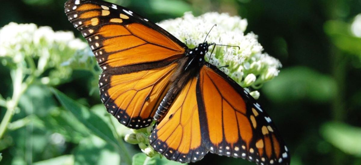 Marvelous Monarchs | Fair Park